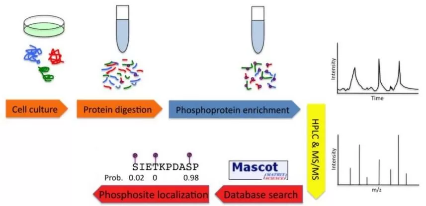 Figure 3. The basic workflow of MS-Based Phospho-Proteomics